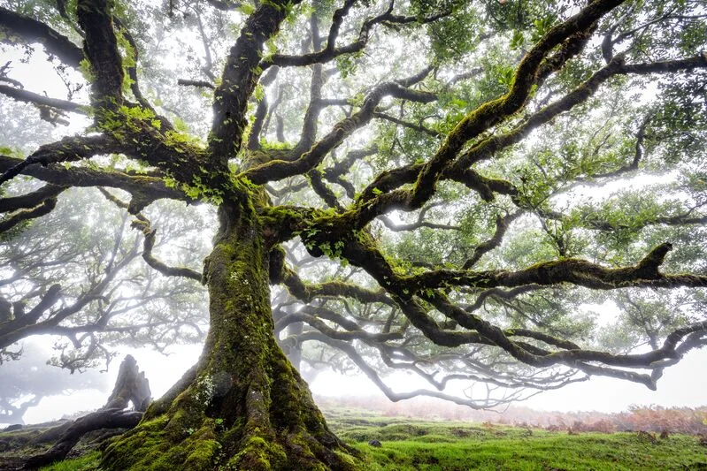 Arbol con musgo